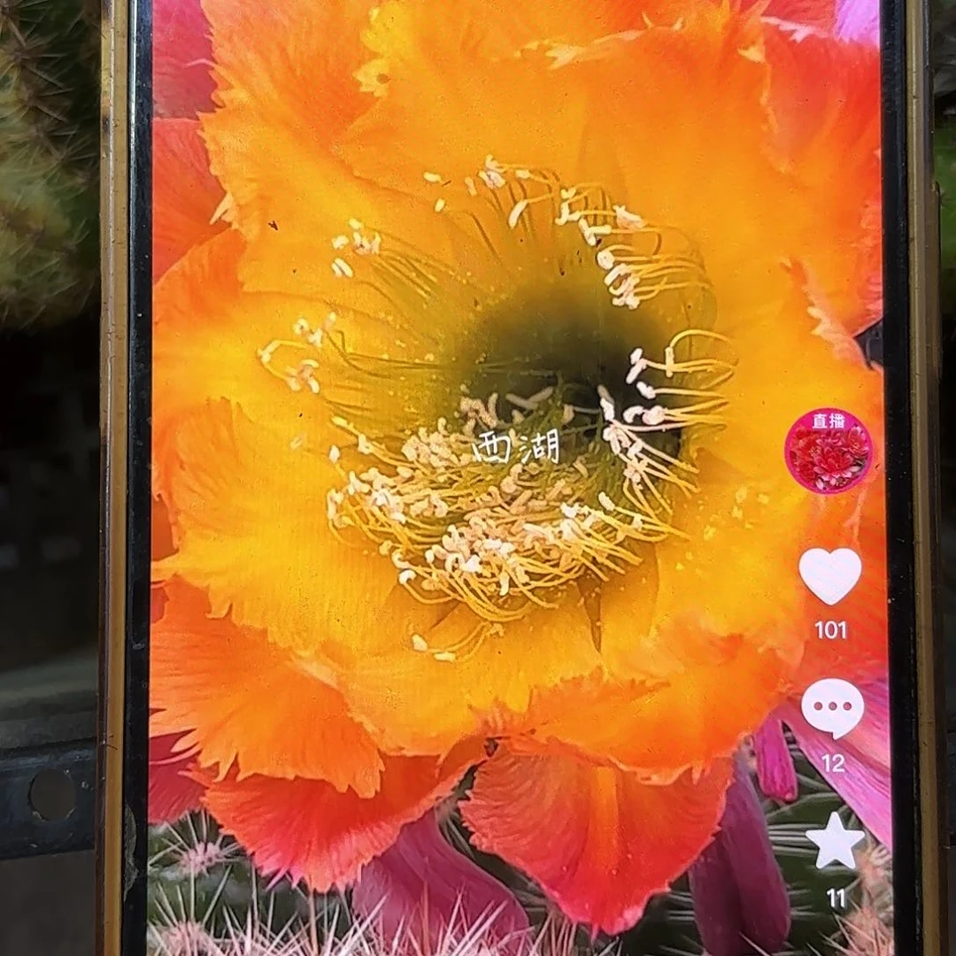 绣球彩侧牙20包邮22