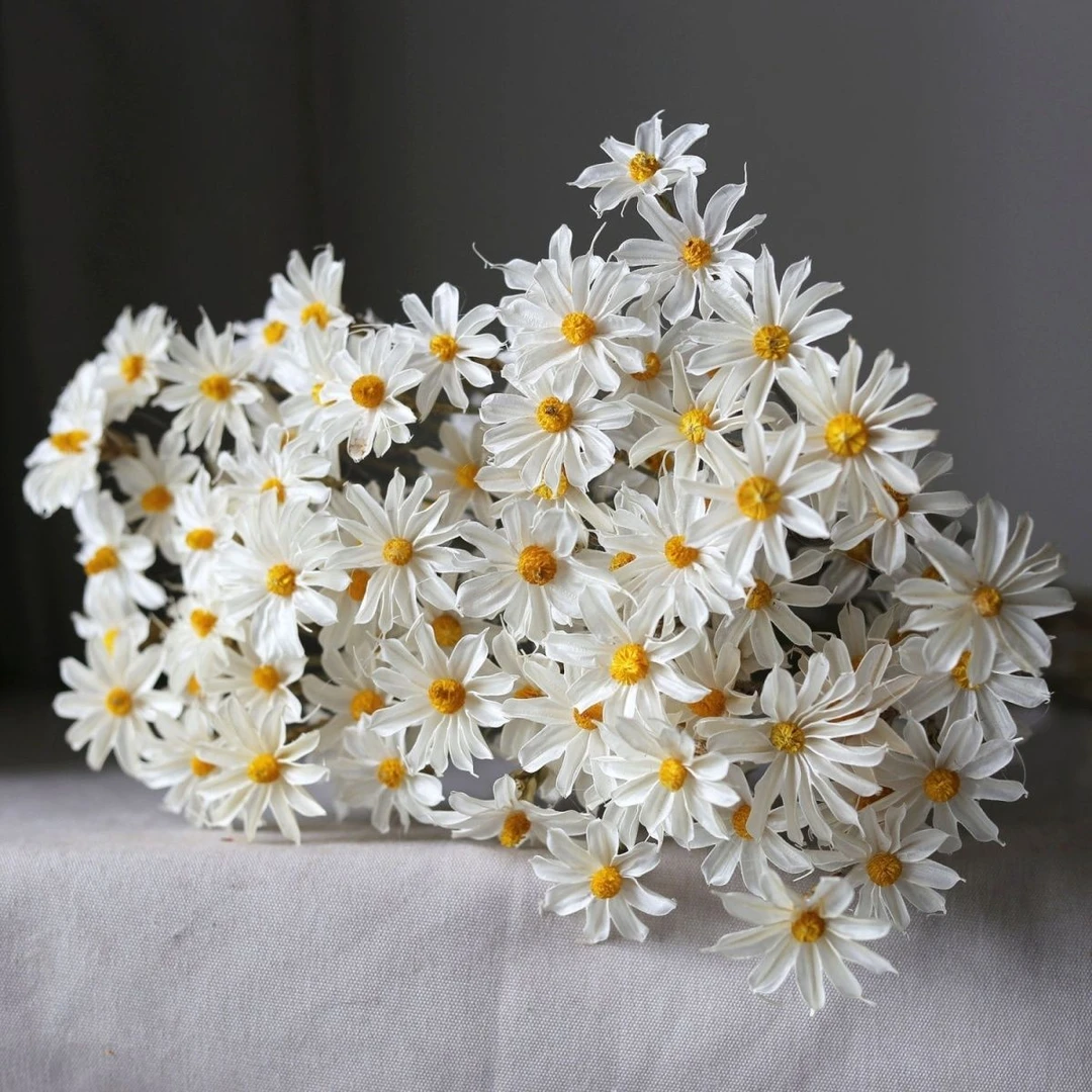 白色文心兰云南干手工五叶干花材永生花仿真客厅装饰diy永生花材