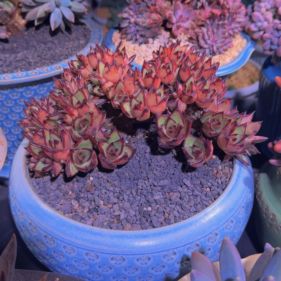 乌木 树缀 一物一拍