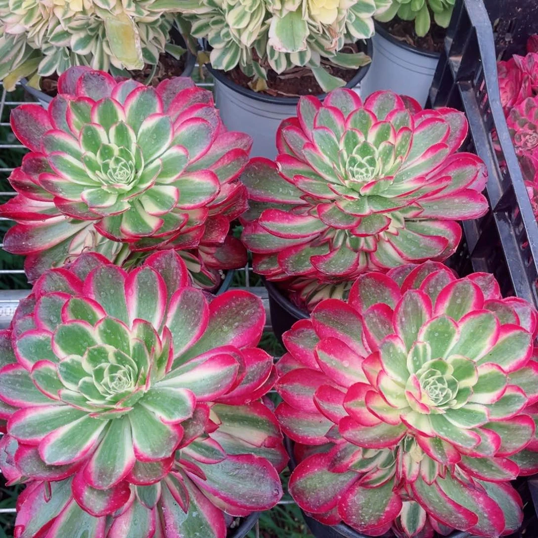 海仙量拍多肉法师