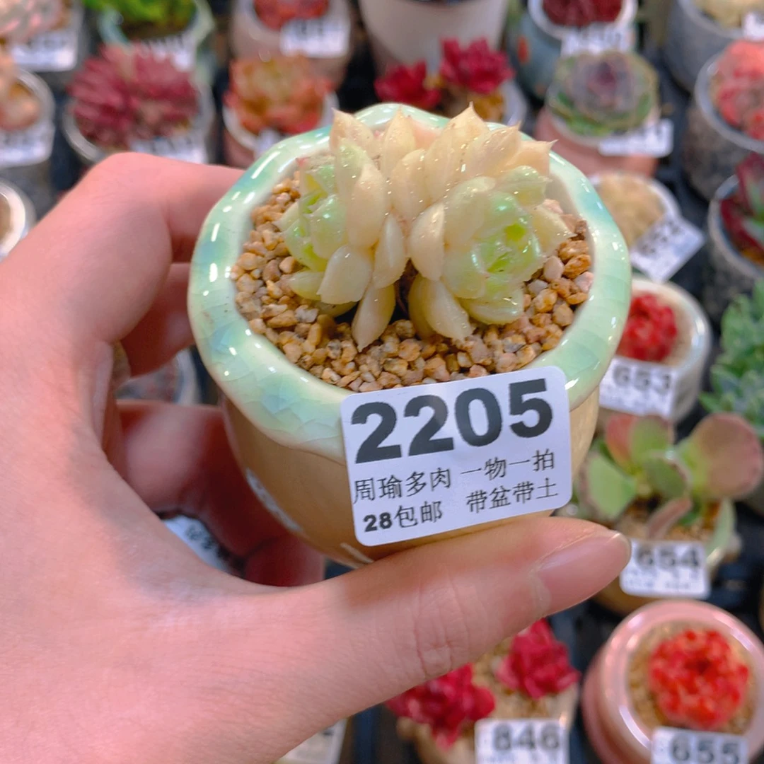 5厘米盆精控多肉2205