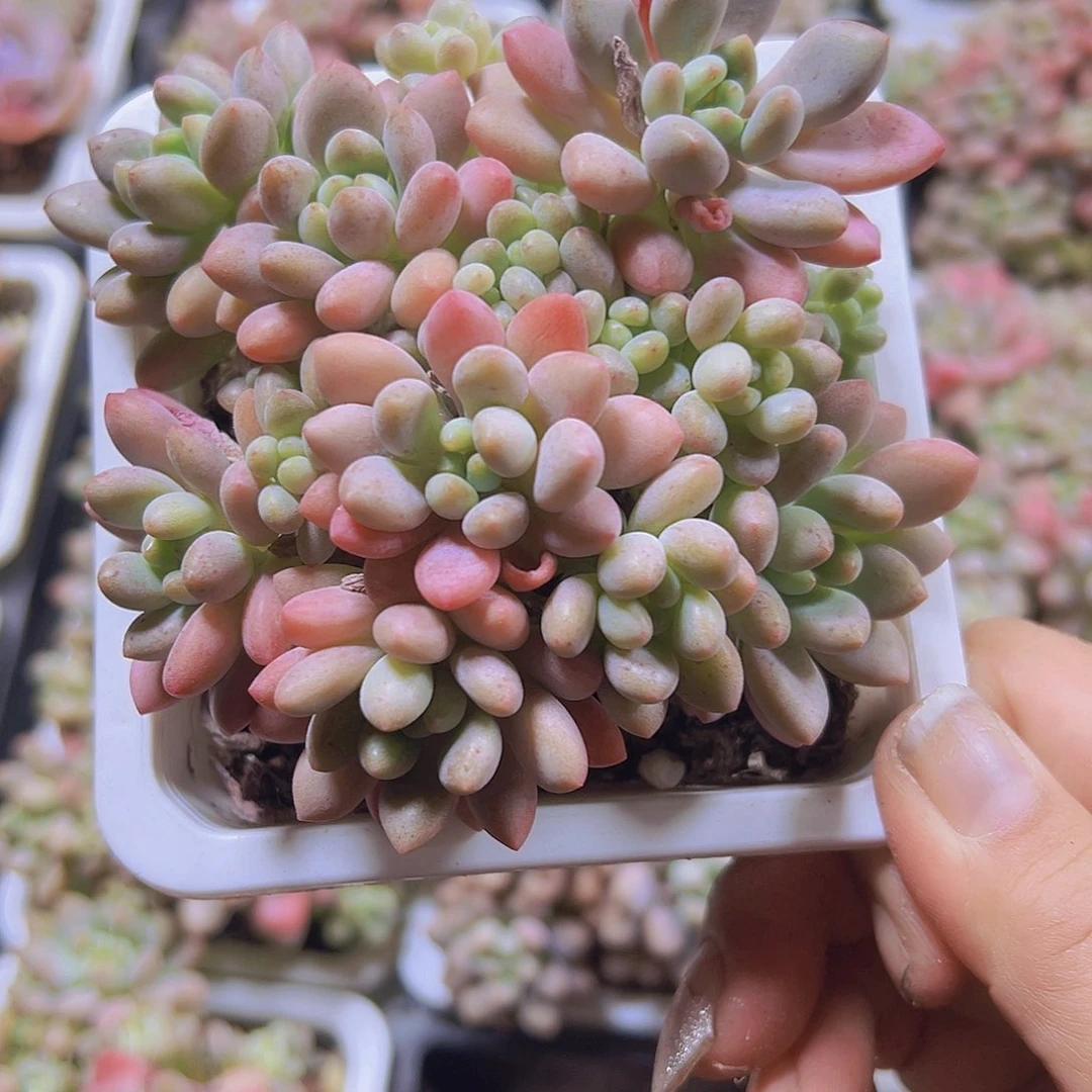 大群洛可可带土不带盆