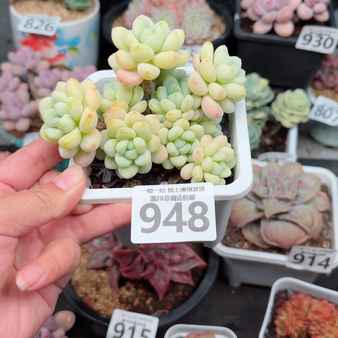 樱花罗绮无盆土发货