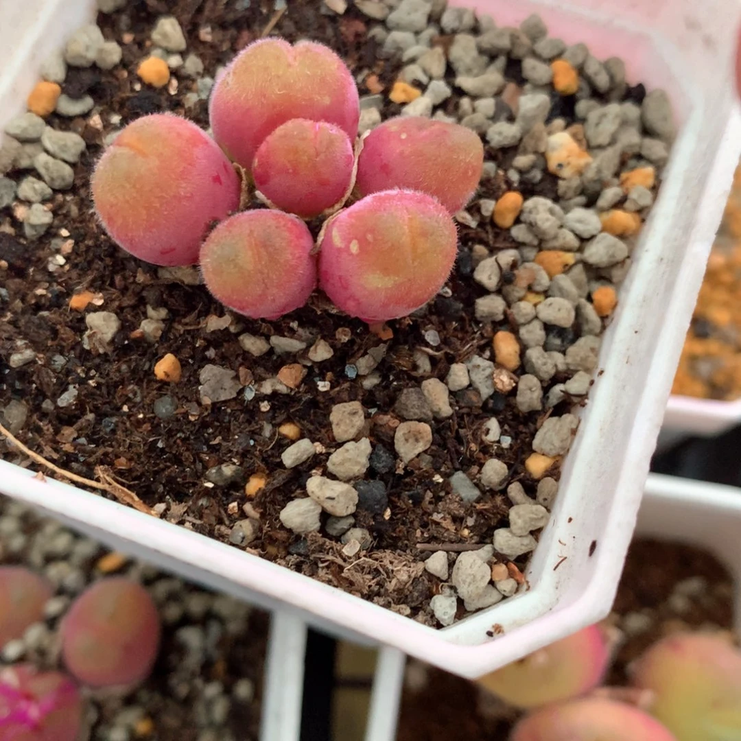 s*isai专拍 肉锥植物