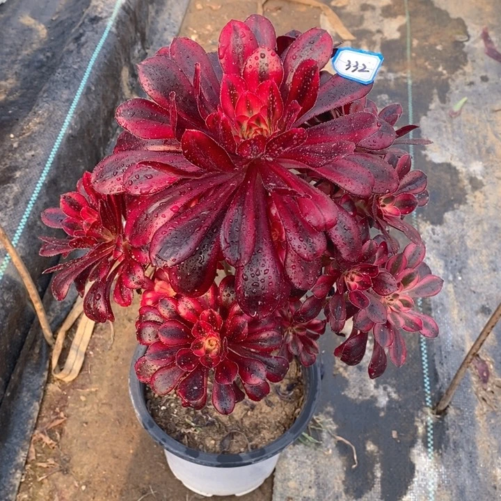 332香奶奶多肉法师