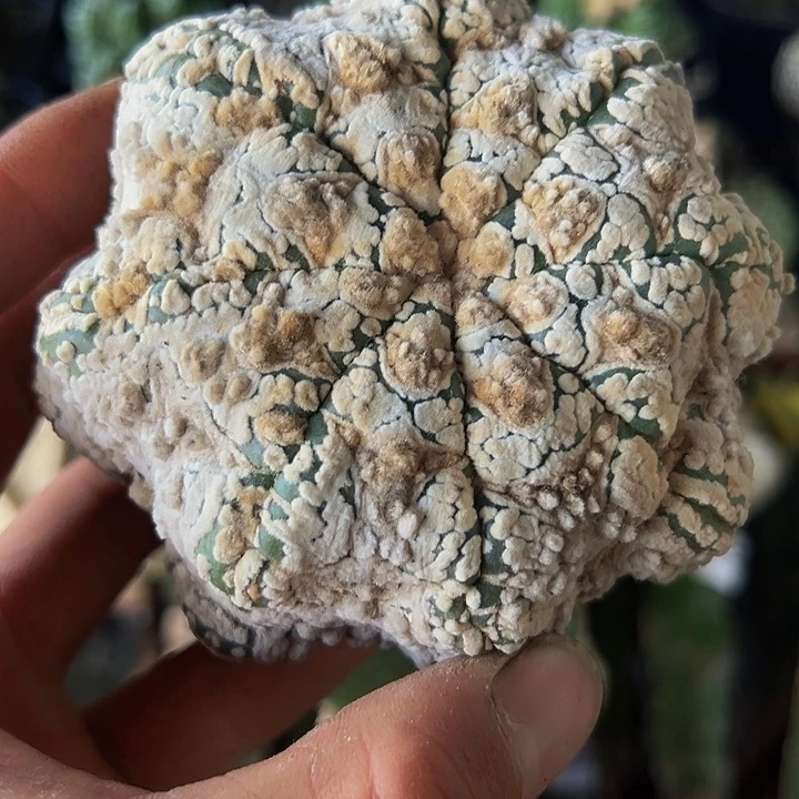 海星v兜136仙人球