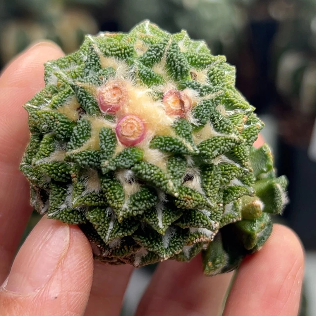 103 晾一个月上盆