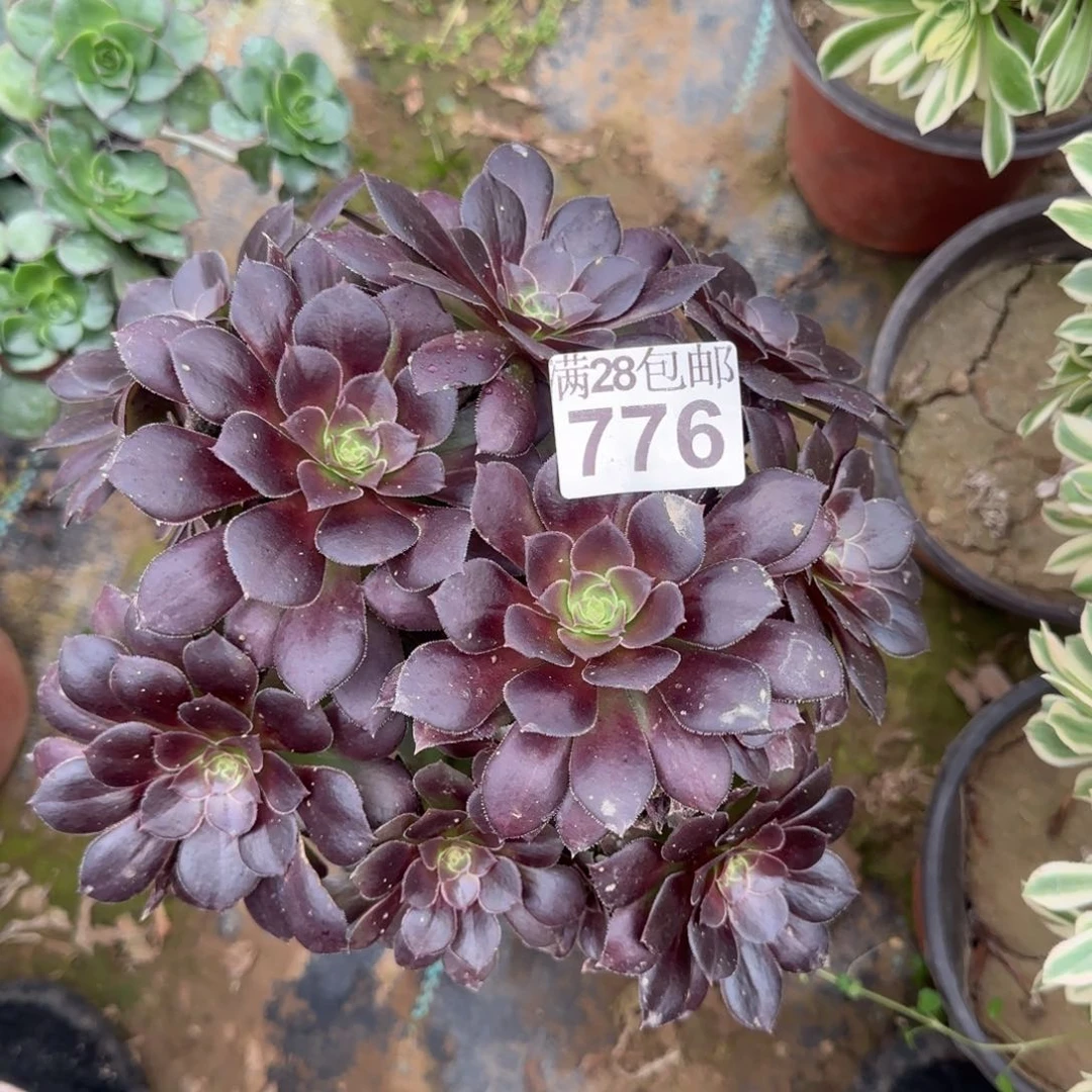 红玫瑰多肉776满28包邮断枝不包