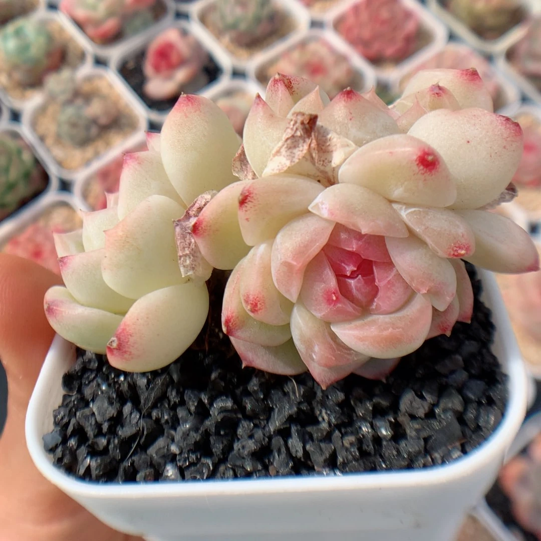 多肉植物。 糖心50