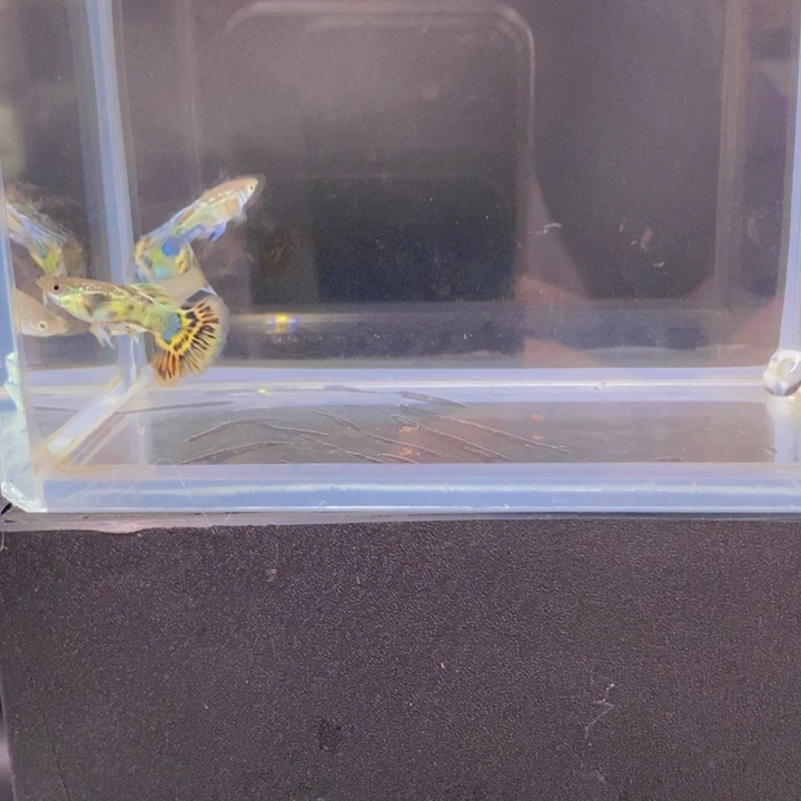 海水鱼孔雀鱼青花瓷一组