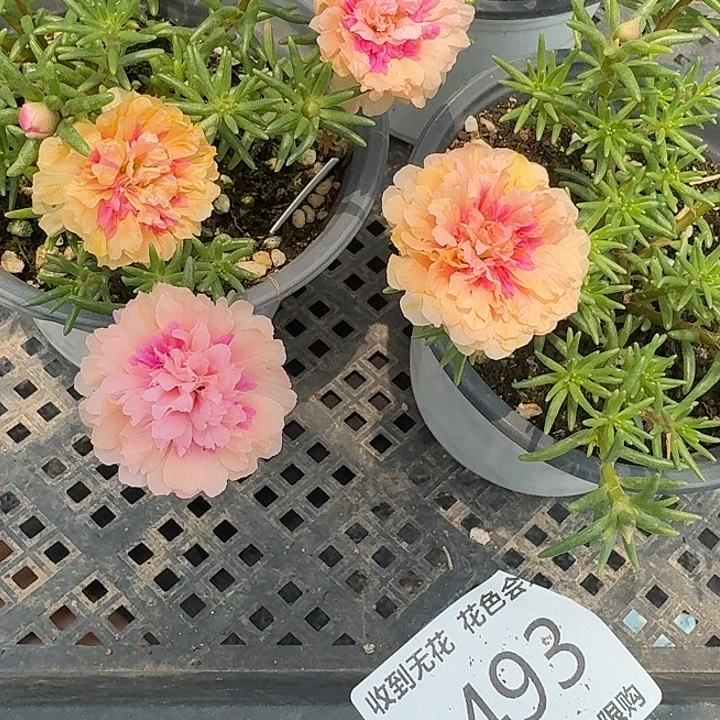 a493量拍草莓甜心超小苗花色会变盆口11