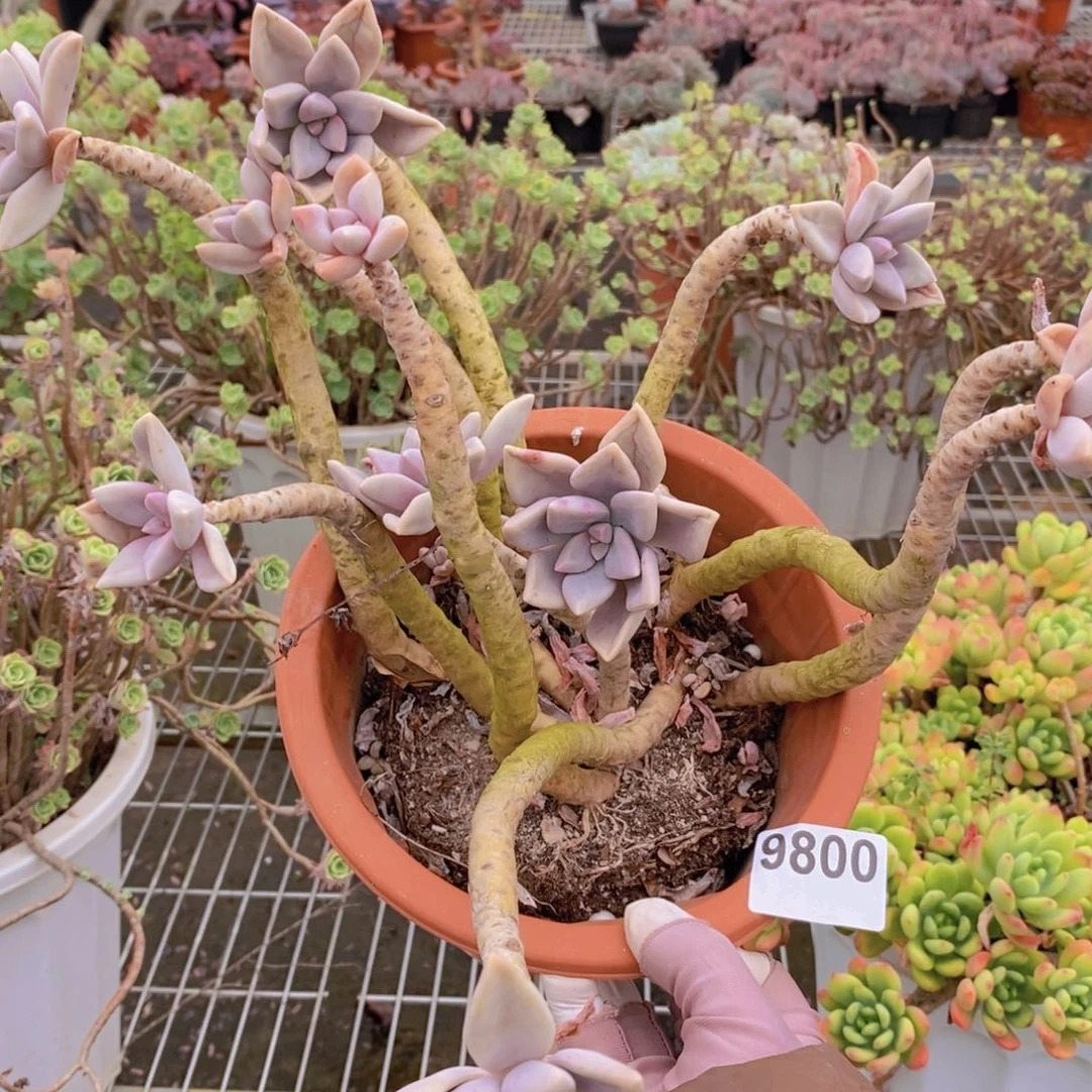 9800冬美人一物一拍