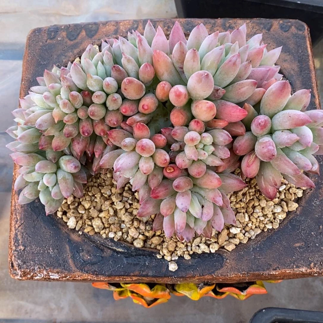 寄养多肉植物一物一拍