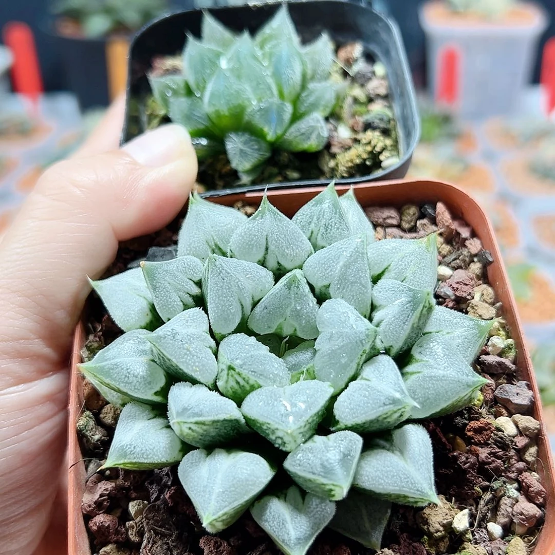 心*十二卷多肉爱心寿