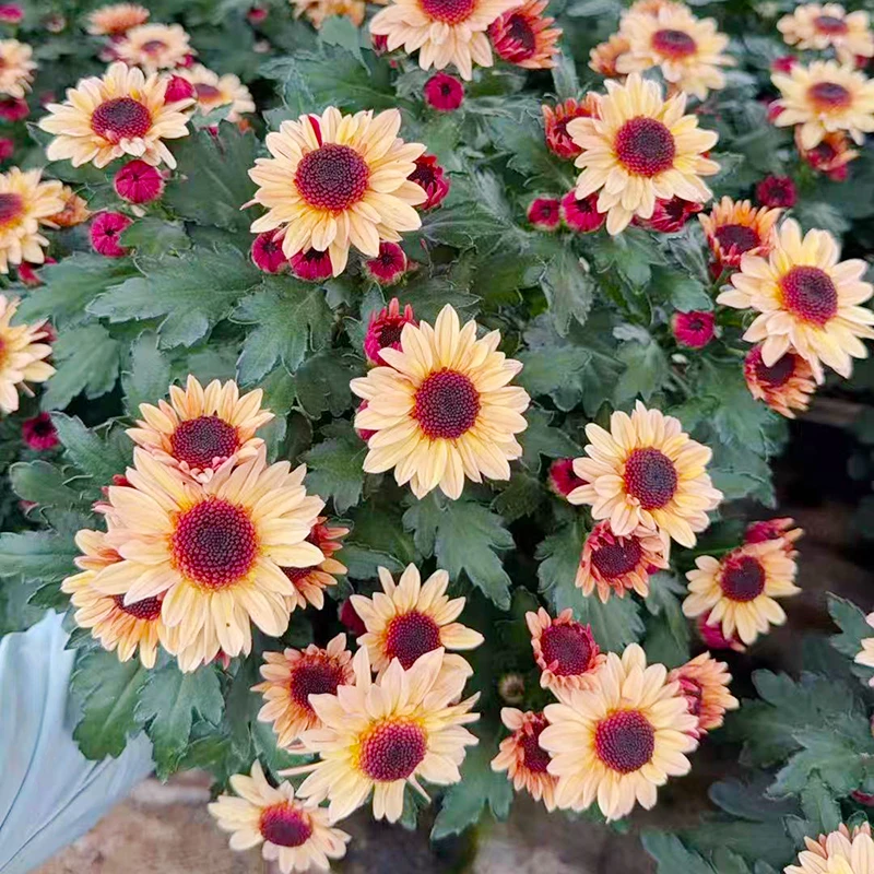 草莓熊奶黄(新品种 颜值高 花期长)庭院阳台开始植物