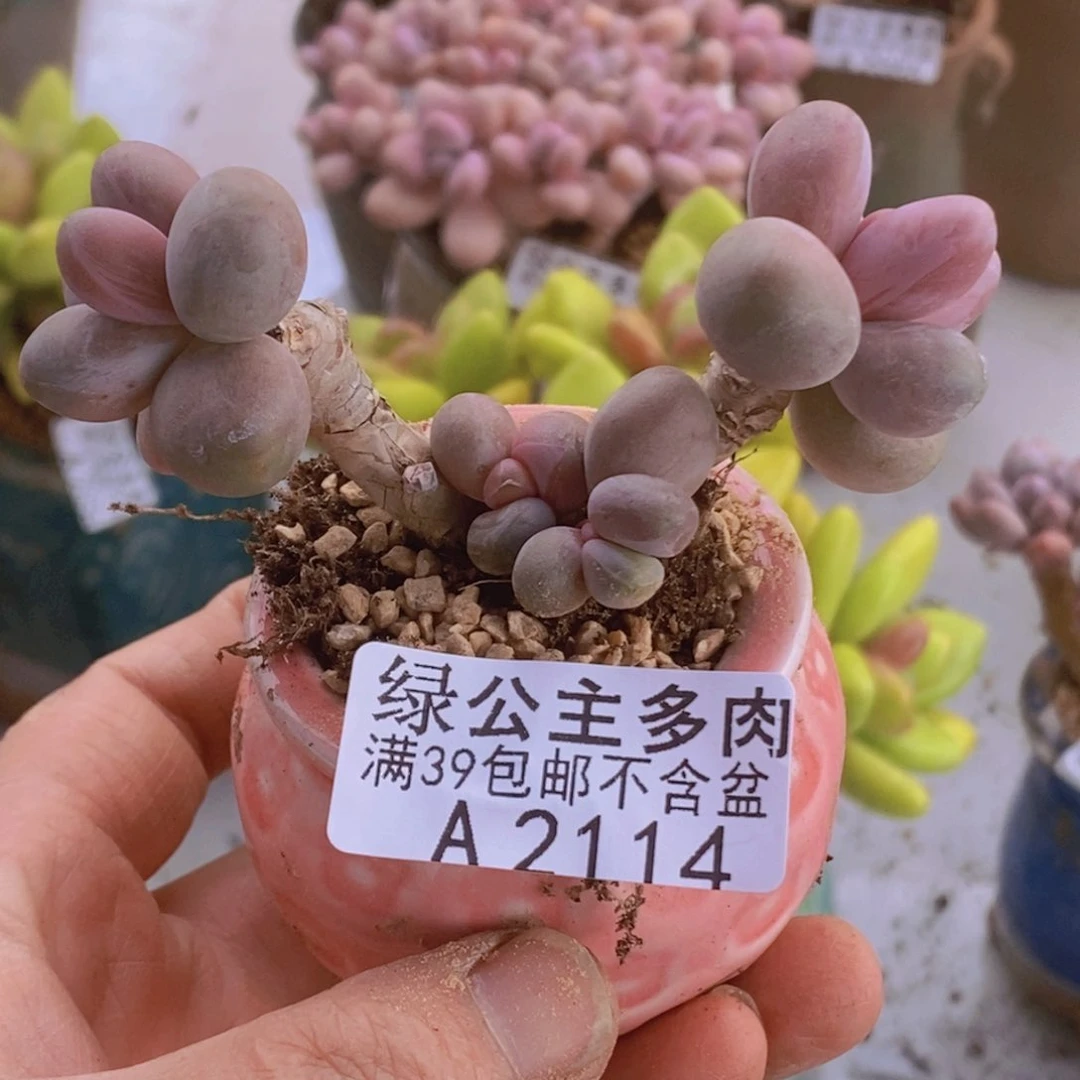 糖果美人老桩2114多肉植物