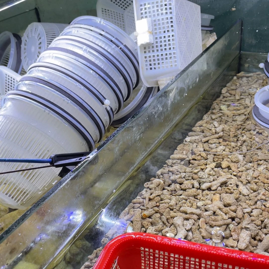 海水鱼公子5条11111