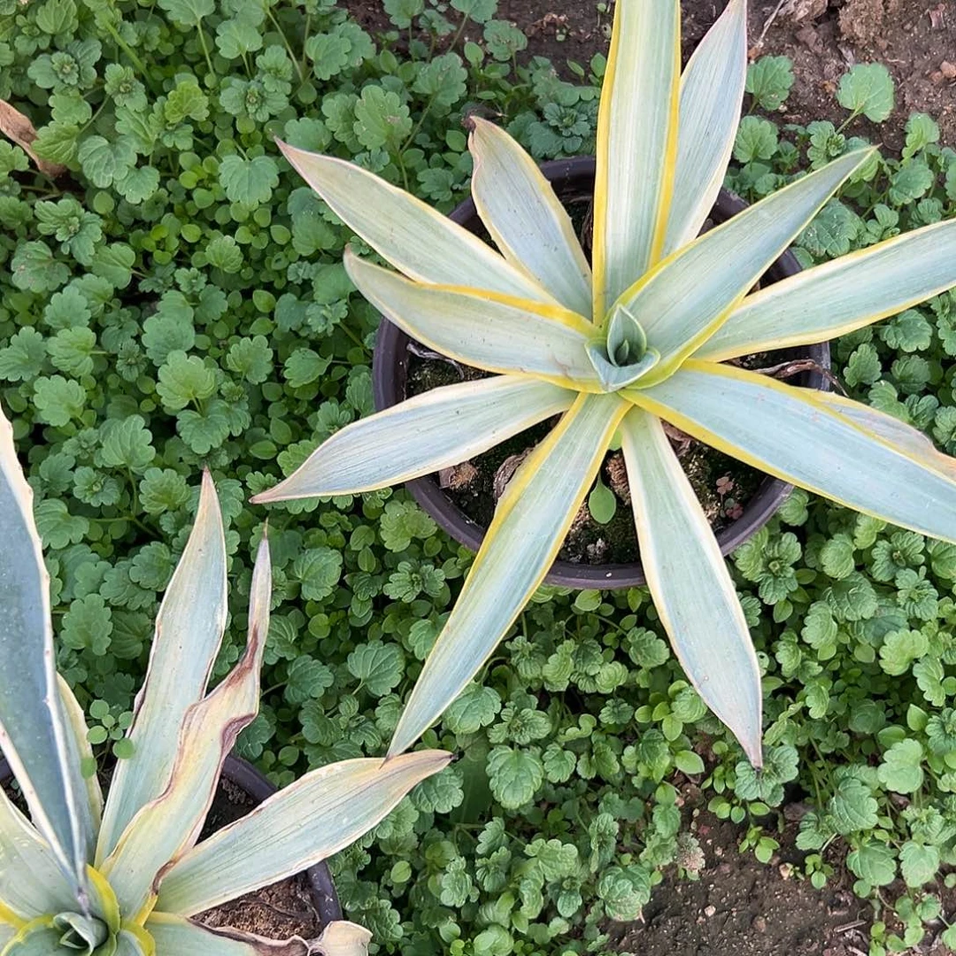 多肉植物银河旅人