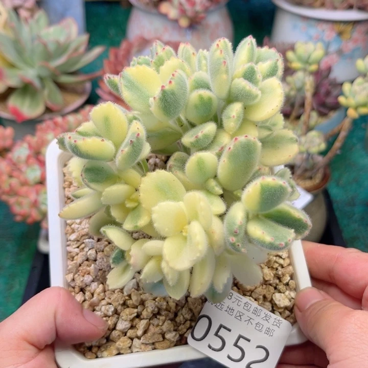 大0552（zvzvxbxvvbb