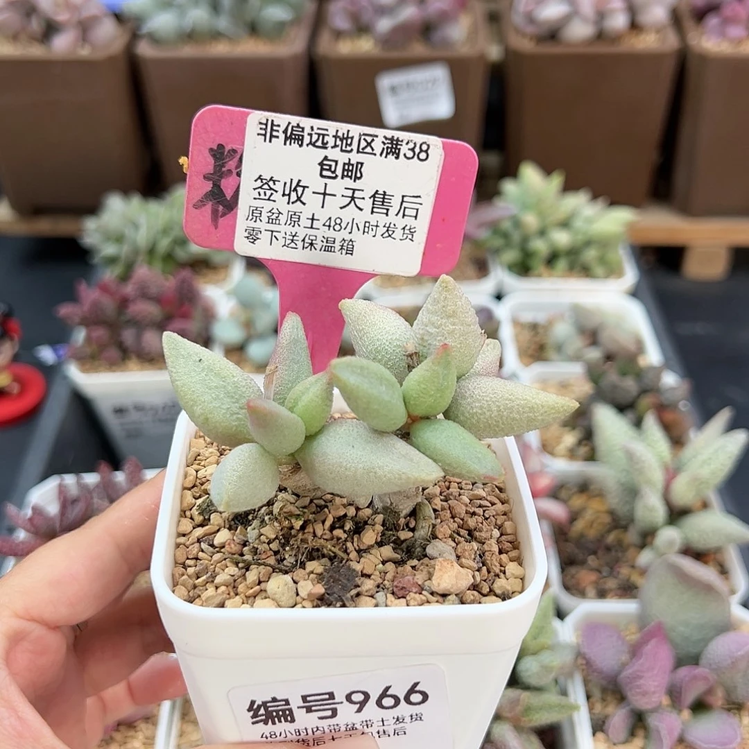 966哈弗多肉植物