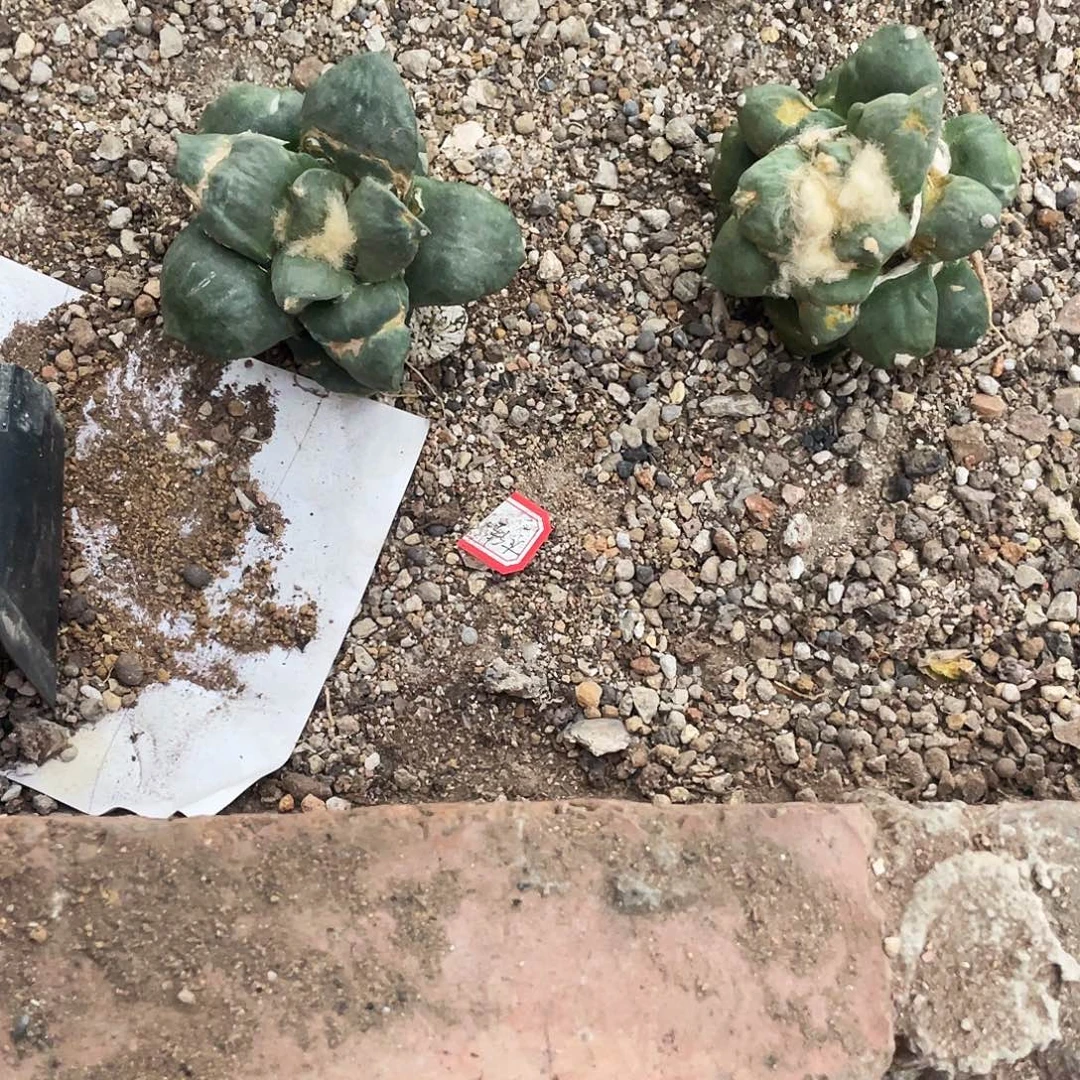 无花朵岩牡丹一物一拍