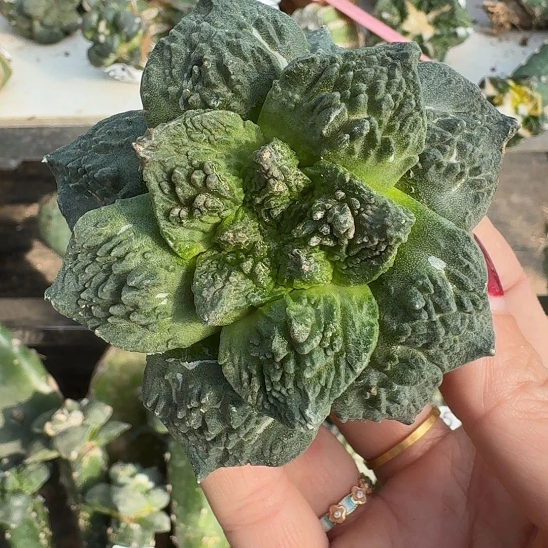 无花朵大尤哥怒735