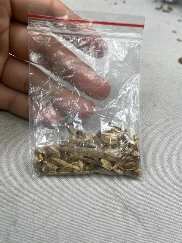 CGCG沉香福利款多样性发一