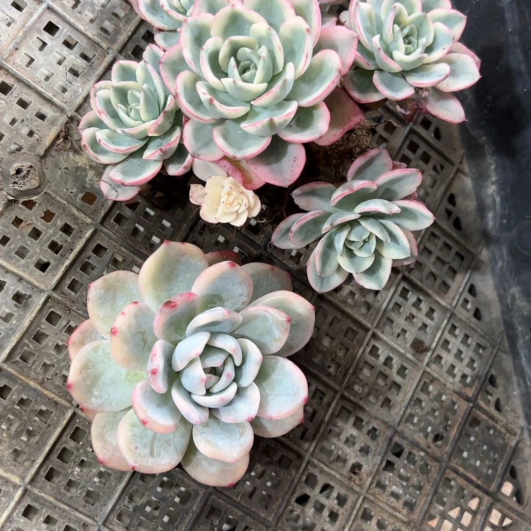 三颗多肉锦多肉植物