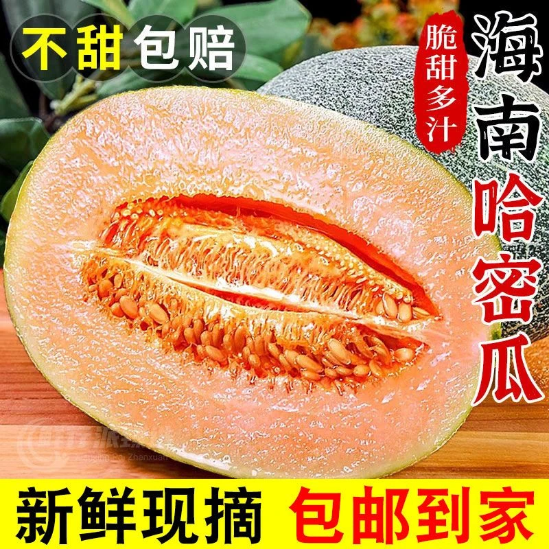 正宗海南哈密瓜蜜甜多汁头茬新鲜水果海沙地香甜网纹瓜一瓜一藤