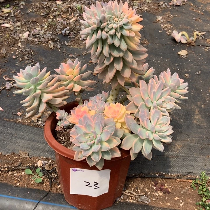 淡雪锦23号晓晓一物一拍冷链