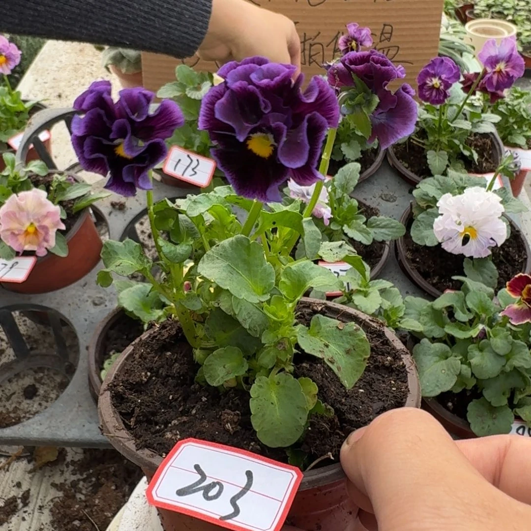 大部分花苞少量开放203