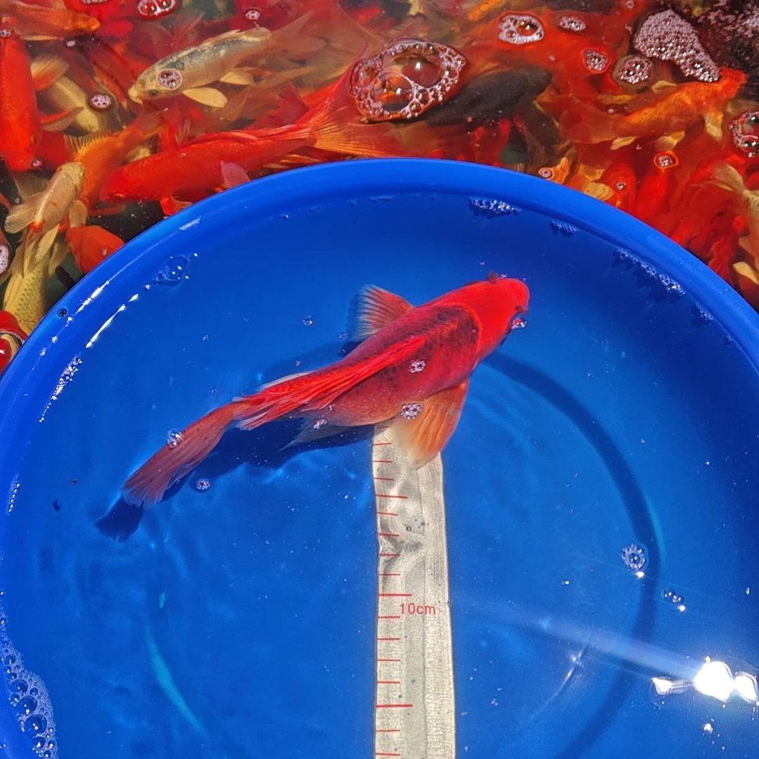 中国大陆冷水观赏鱼蝴蝶鲤