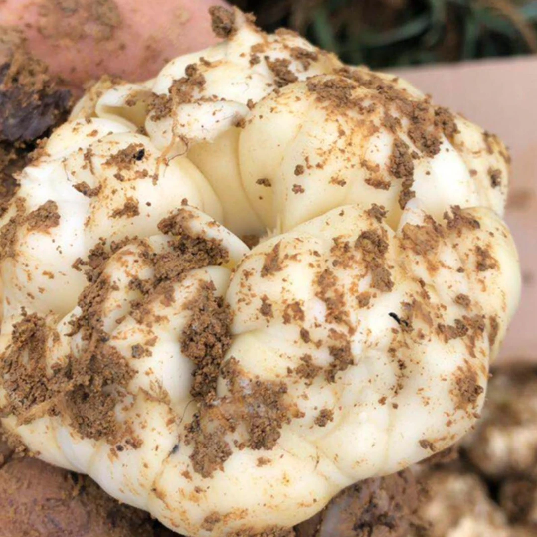 2025年新鲜上市宜兴百合大果宜兴百合