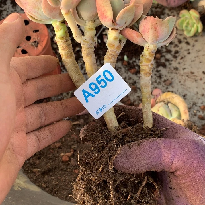卫***金950 满20包邮脱土发货