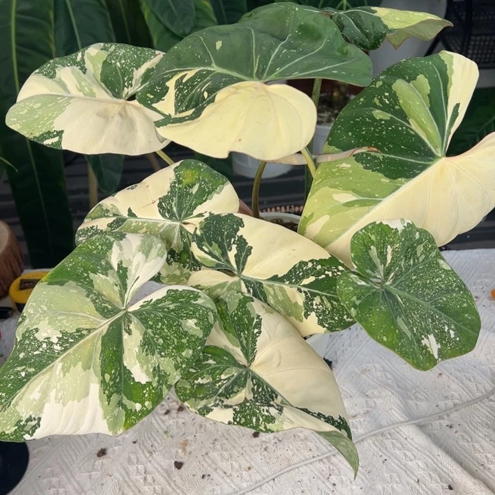 完全开放超大明脉锦（10叶）