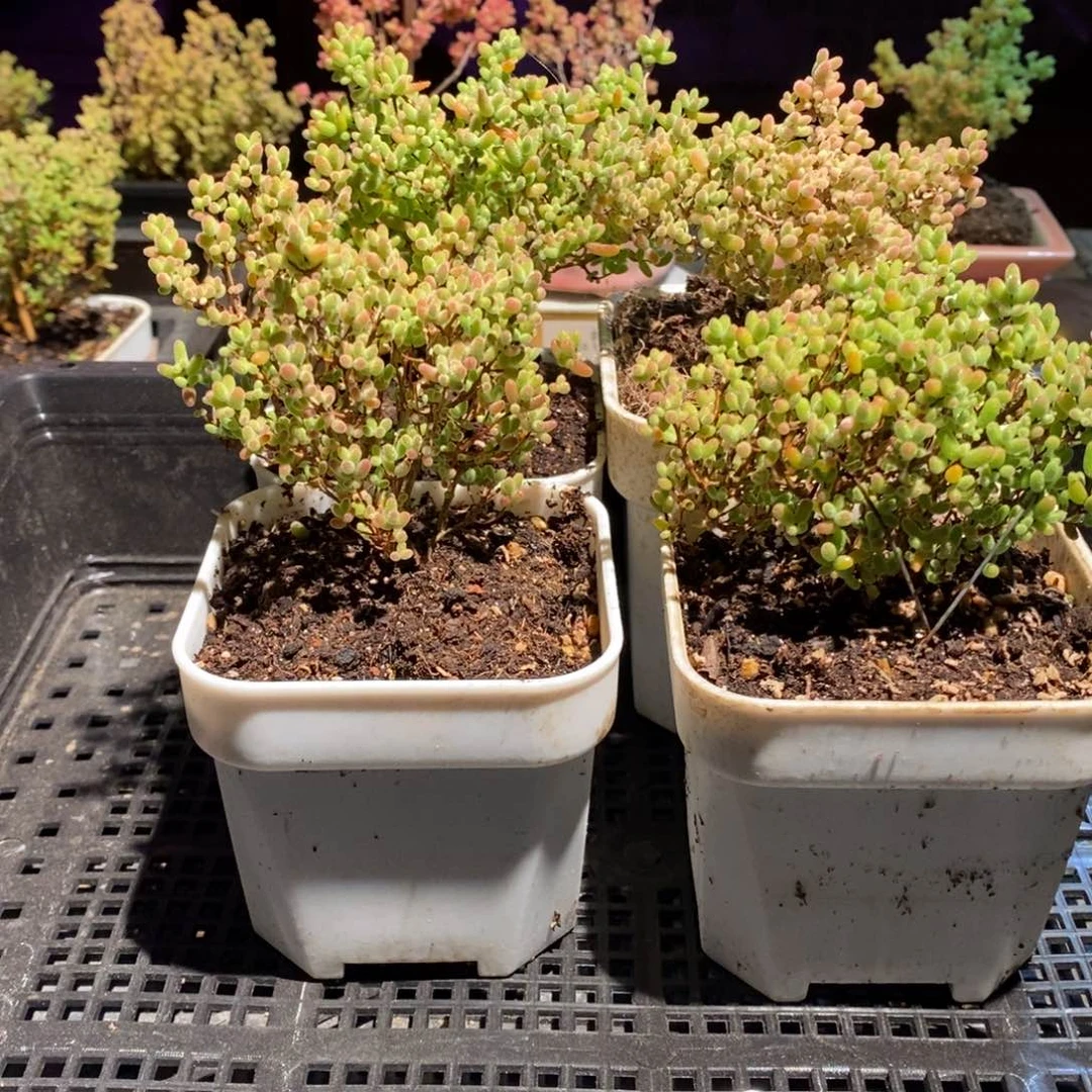 枝干番杏多肉植物188