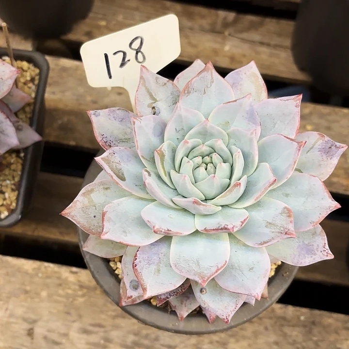 多肉植物 128号粉蓝鸟单头