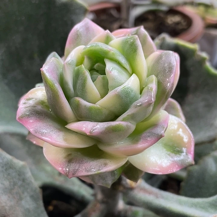 可爱玫瑰彩锦。一物一拍