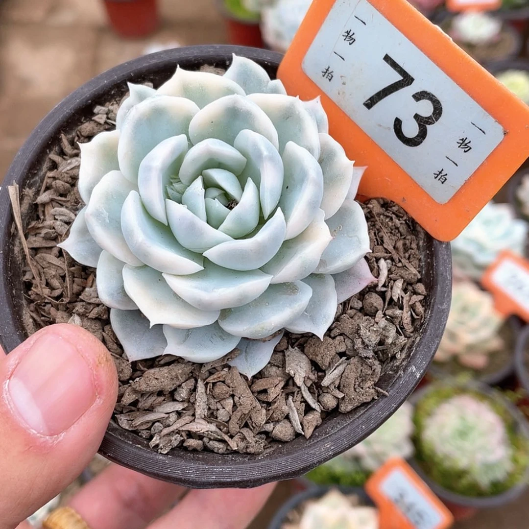 【闪购商品】73号的