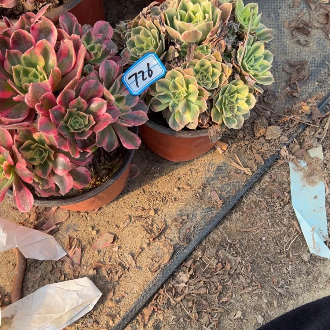 原***你726两颗组合多肉植物法师