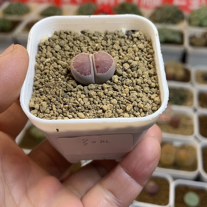 佳人园艺多肉生石花紫菊30