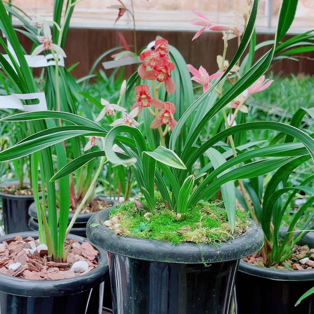 用***8完全开放一物一拍漂亮开