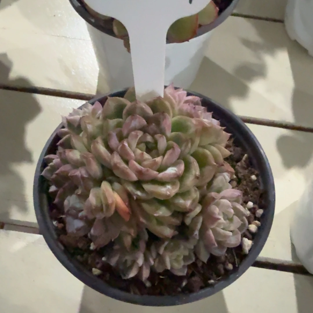 o***星1205-19珍妮群生脱土发货