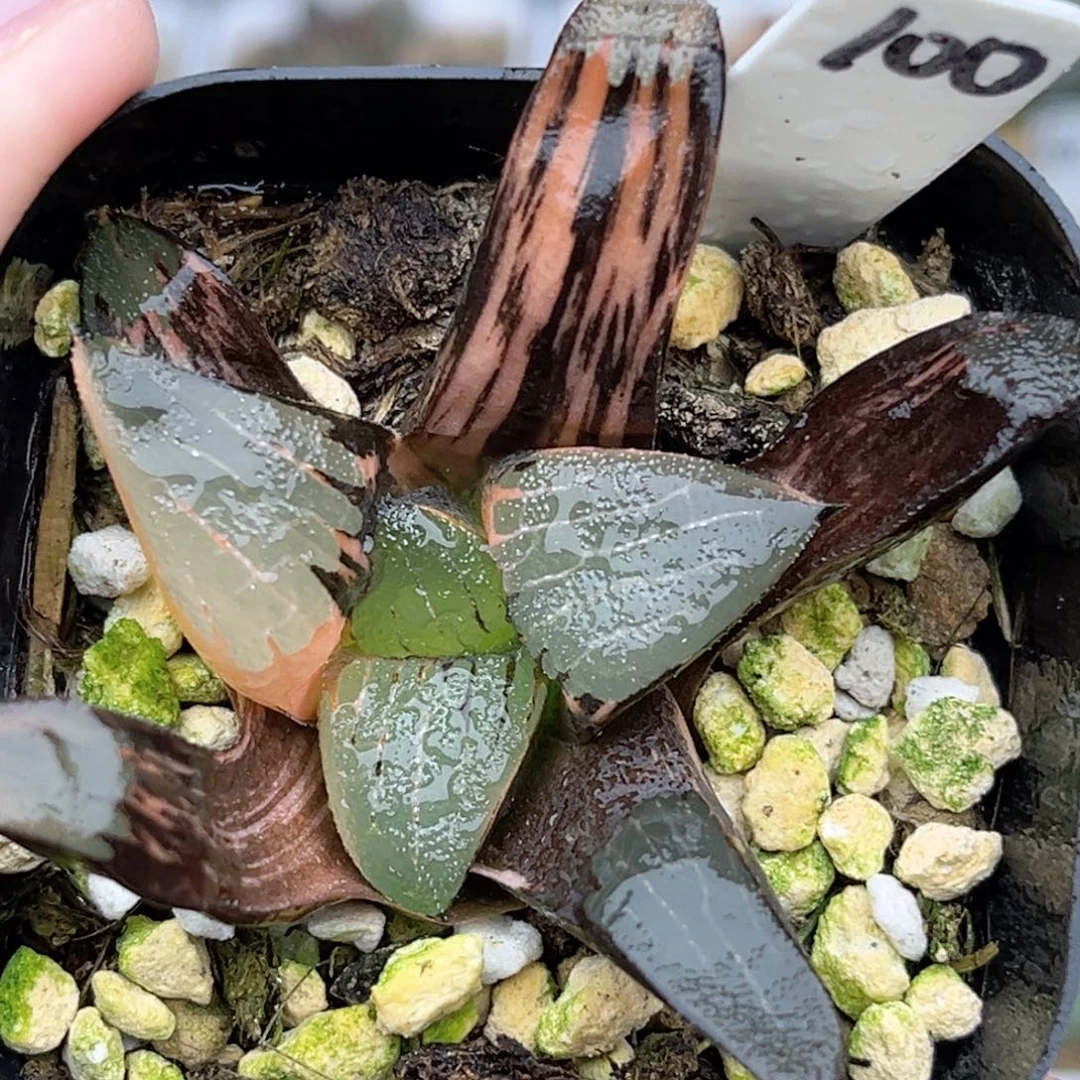 100克锦福利专场多肉