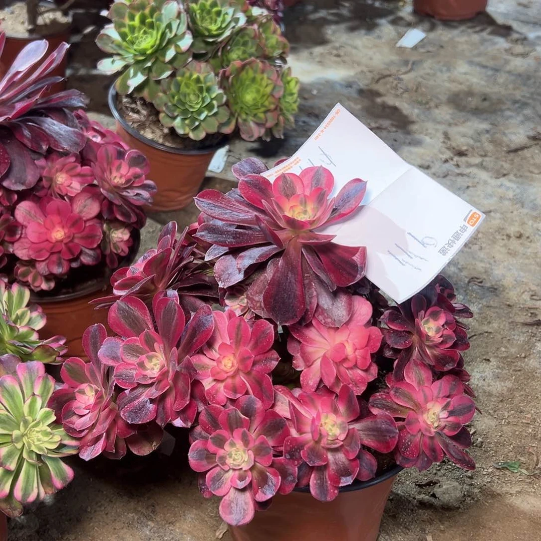 *️****111多肉00000000000000000