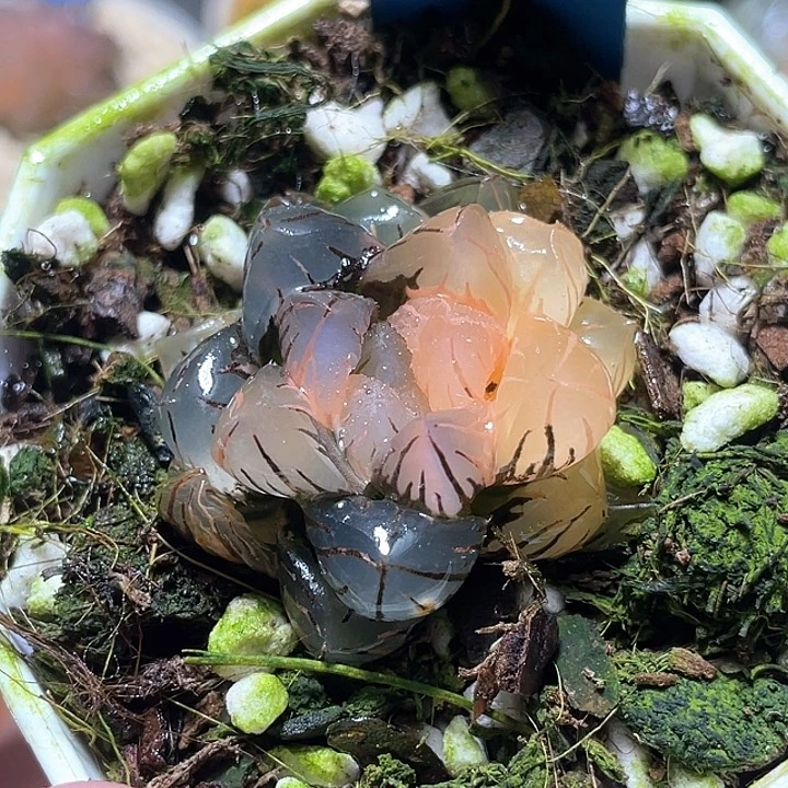 497水中月锦特选福利