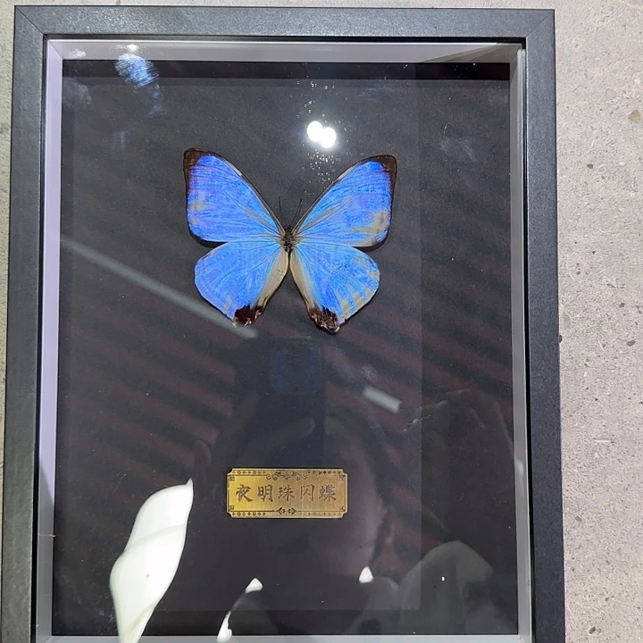 夜明珠闪蝶蝴蝶标本专拍链接瑕疵