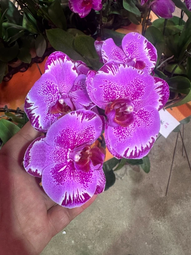 彩蝶蝴蝶兰，单颗瑕疵品