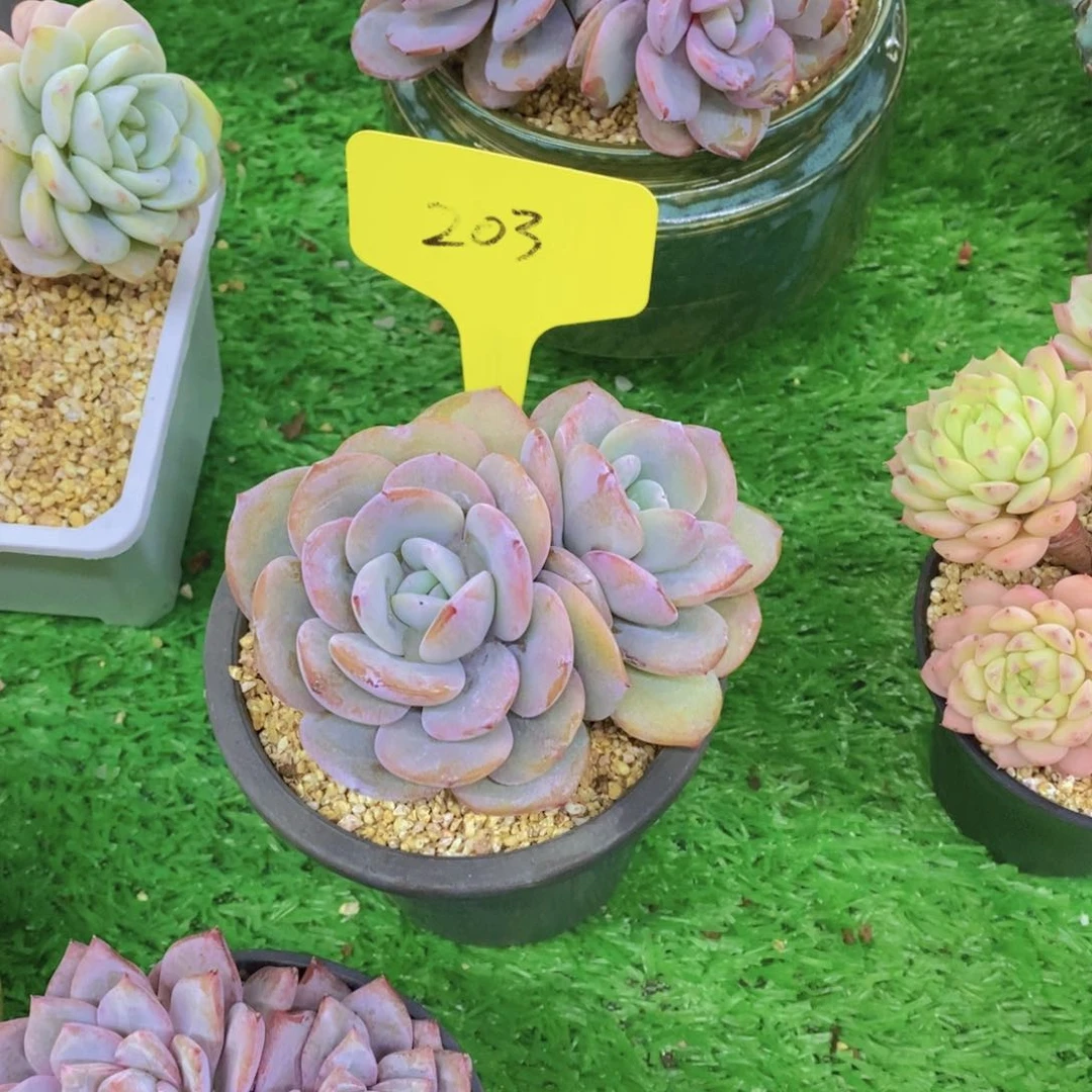 红*手开心多肉植物多肉