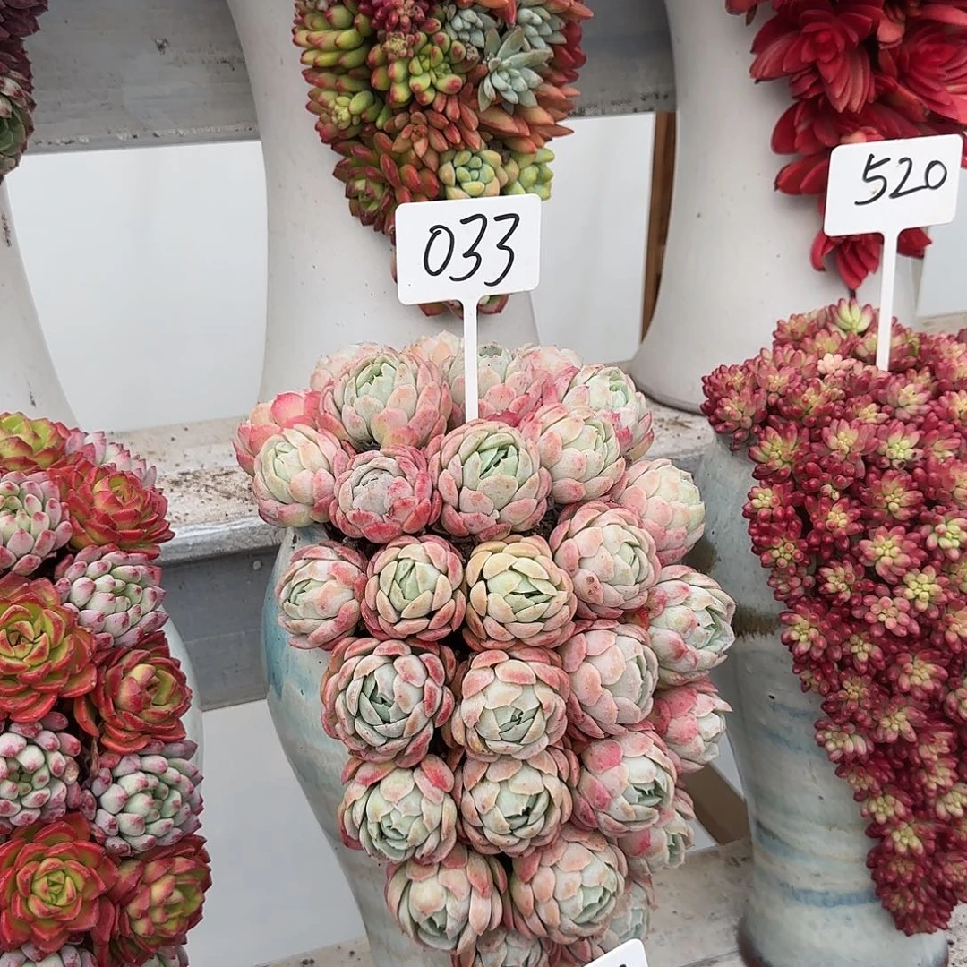 这个是真的033多肉植物